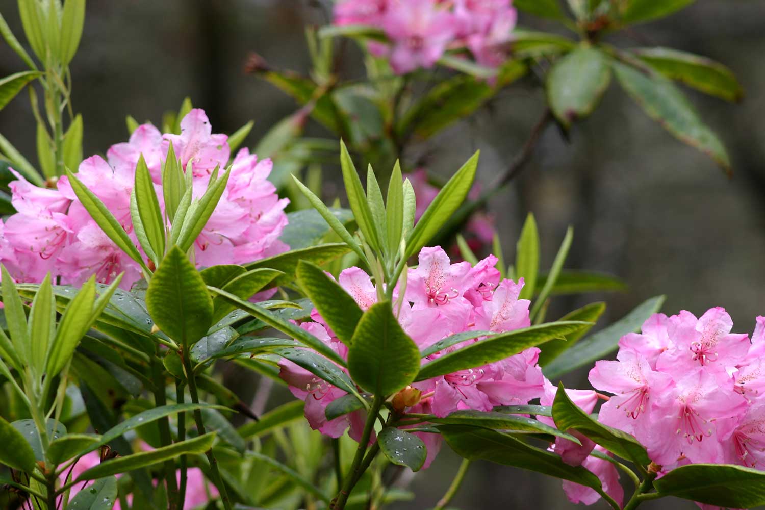 Professionelle Gartengestaltung in Mönchengladbach